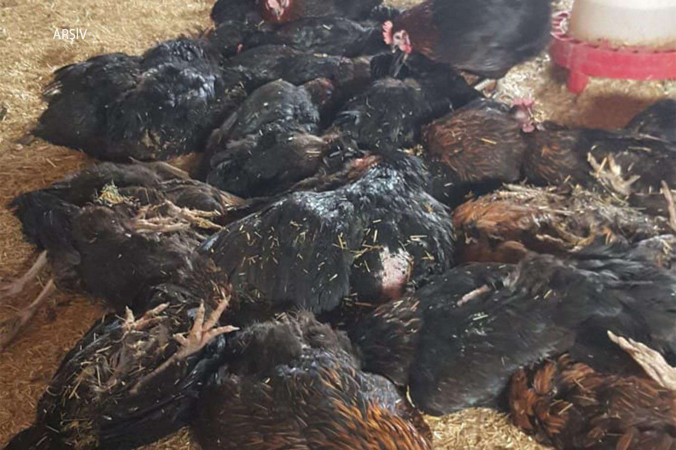 Cezayir'de kuş gribi alarmı
